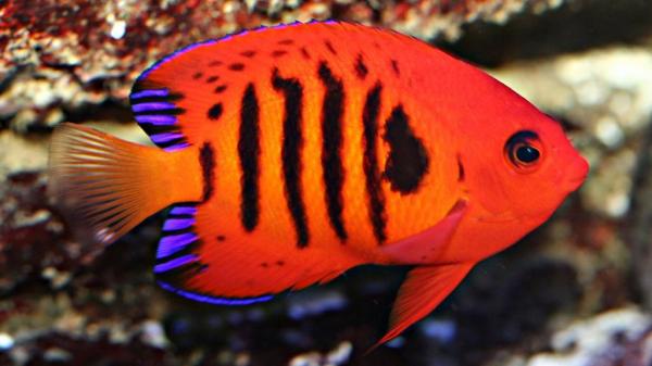 8 самых красивых морских рыб в мире: пламенный ангел