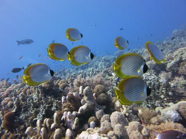 8 самых красивых морских рыб в мире: желтая длинноволосая рыба-бабочка