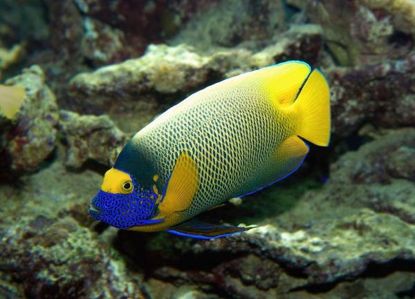 8 самых красивых морских рыб в мире: рыба-ангел с голубым лицом