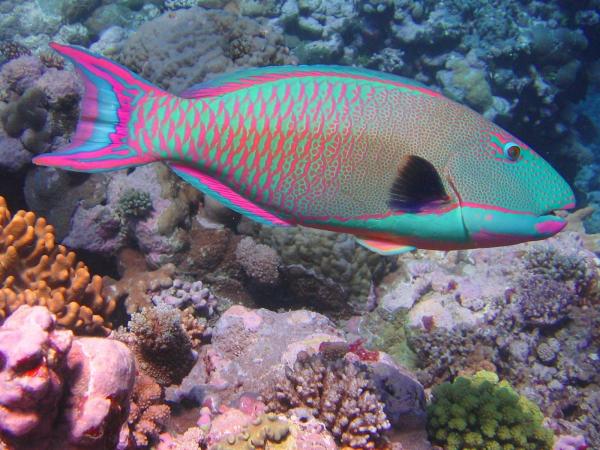 8 самых красивых морских рыб в мире - рыба-попугай