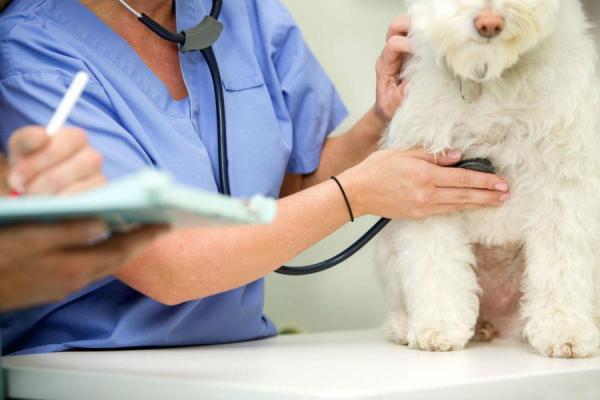 8 самых распространенных пищевых аллергенов у собак: как узнать, на что у вашей собаки аллергия