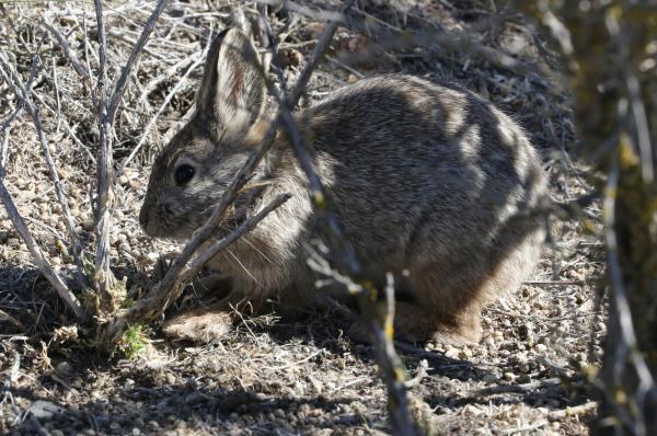 Айдахо местные животные - карликовый кролик