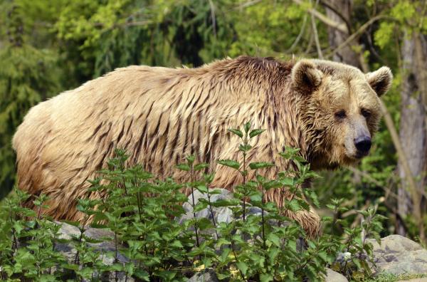 Родные Животные Айдахо - Медведь Гризли