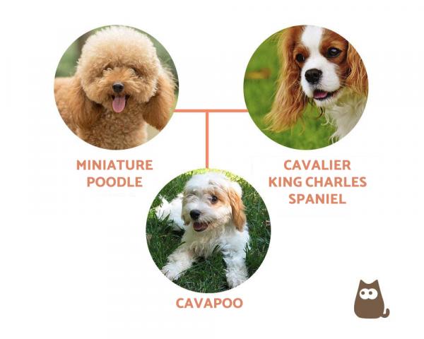 Cavapoo vs Cockapoo - El Cavapoo - Происхождение, характер и забота