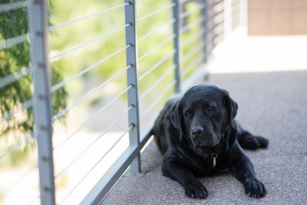 Что делают собаки, когда они остаются одни дома? - 4. Они стоят возле двери, на балконе или смотрят в окно.