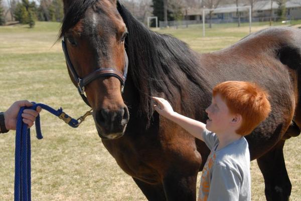 Что такое конская терапия? - Для чего используется терапия для лошадей?