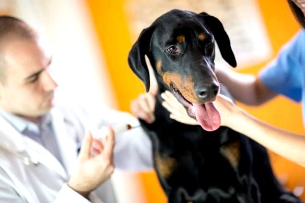 Вакцина DHLPP для собак: использует побочные эффекты