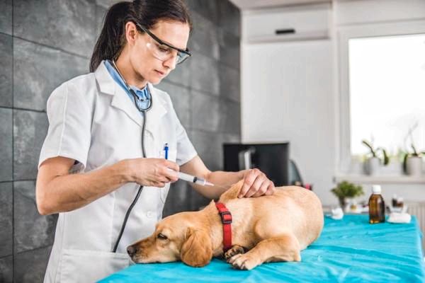 Вакцина DHLPP для собак - Использует побочные эффекты - Вакцина DHLPP для собак: администрация