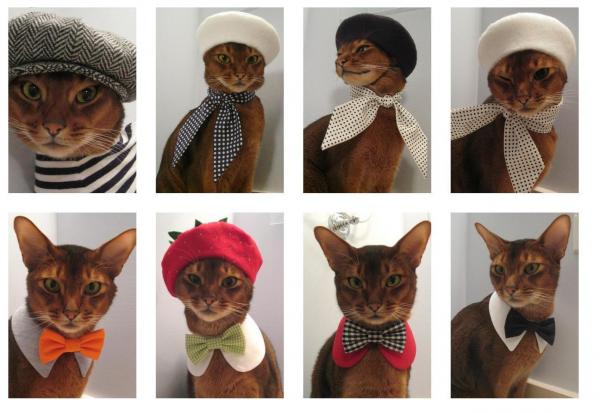 Домашние кошачьи костюмы: галстук-бабочка или шарф