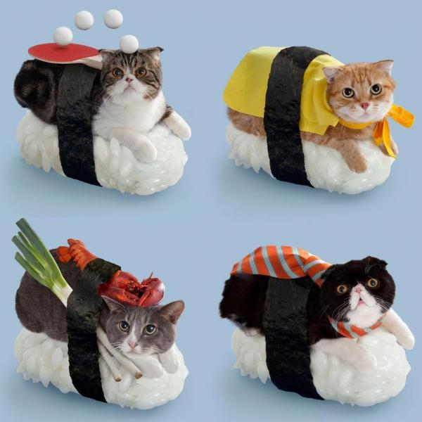 Домашние кошачьи костюмы