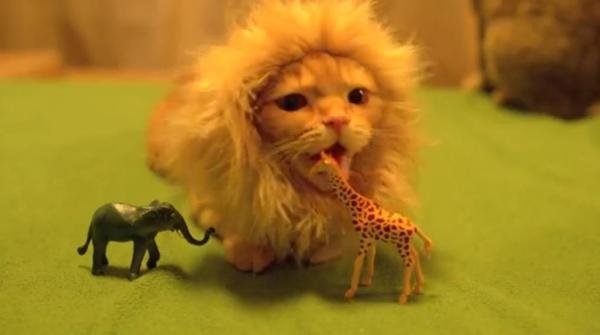 Домашние кошачьи костюмы - кот лев