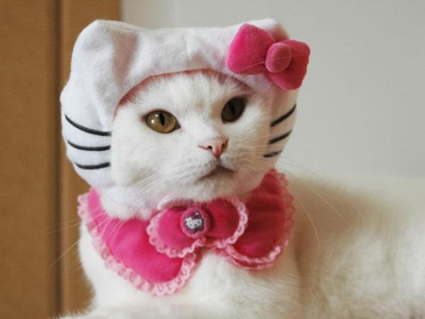 Домашние кошачьи костюмы - Hello Kitty