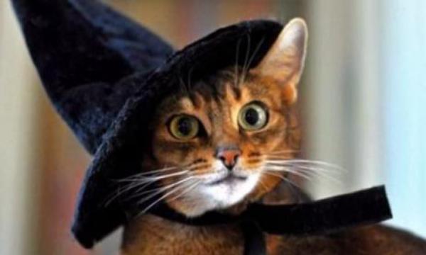 Домашние кошачьи костюмы - костюм ведьмы