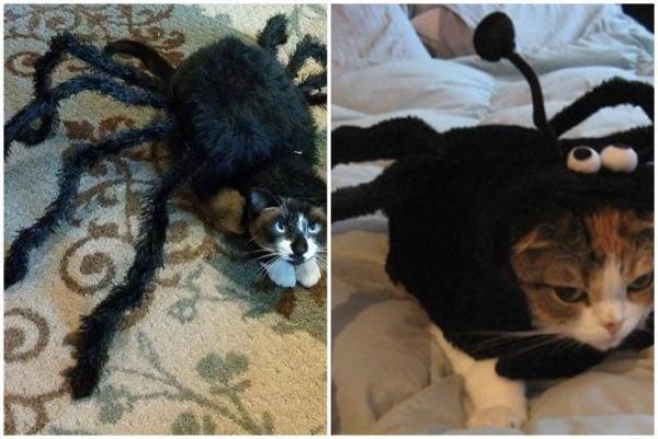 Домашние кошачьи костюмы - паук кот