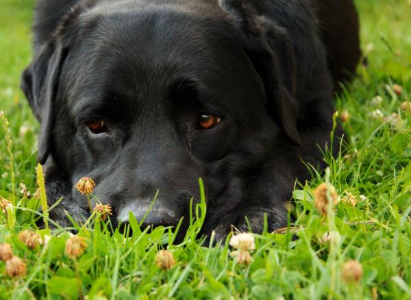 Домашние средства от диареи у собак: что делать, если у моей собаки диарея?