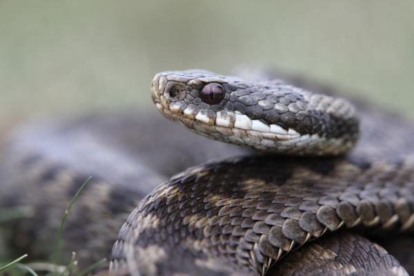 Есть ли в Великобритании ядовитые змеи?