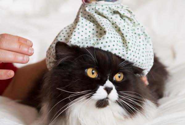Гастроэнтерит у кошек: симптомы гастроэнтерита у кошек