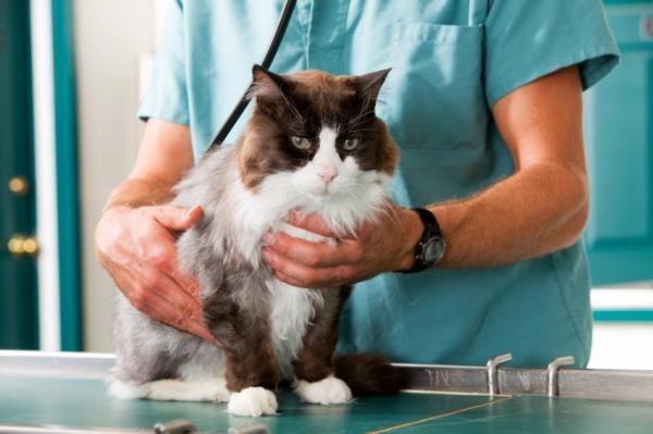 Гастроэнтерит у кошек - Лечение гастроэнтерита у кошек