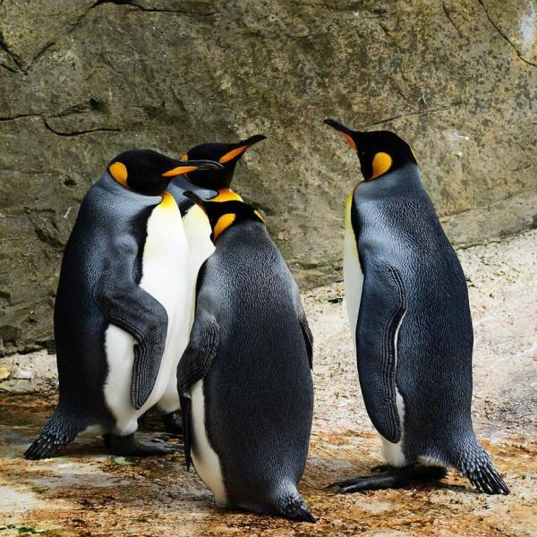 Где живут пингвины?