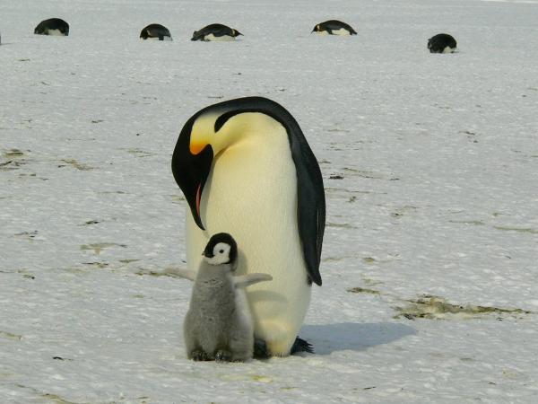 Где живут пингвины? - Где вы можете найти пингвинов?
