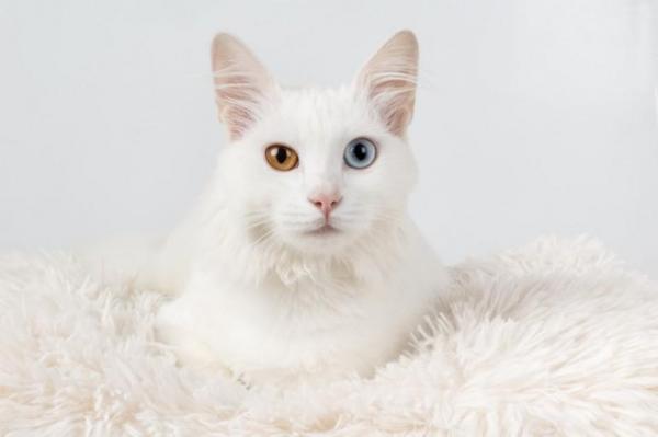 Имена белых кошек: самцы и самки