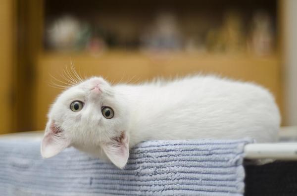 Имена белых кошек - Коты и кошки - Имена белых кошек: кошки