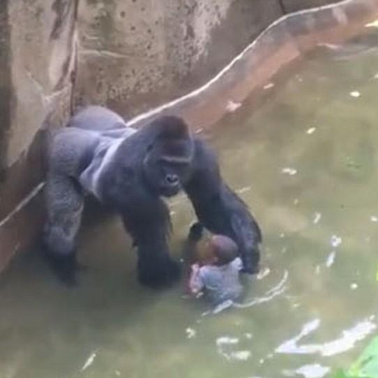 Инцидент в Харамбе: горилла убита после того, как ребенок упал в ее вольер