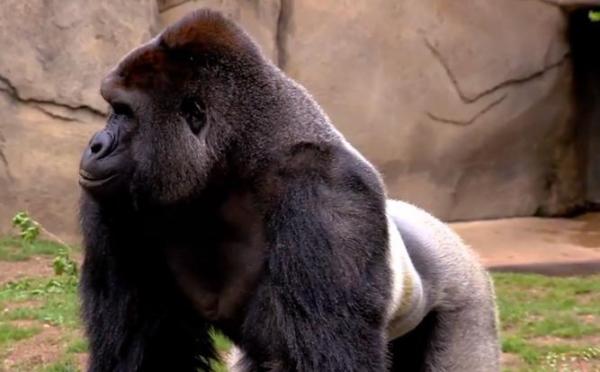 Инцидент в Харамбе: горилла убита после того, как ребенок упал в ее вольер: находящаяся под угрозой исчезновения горилла