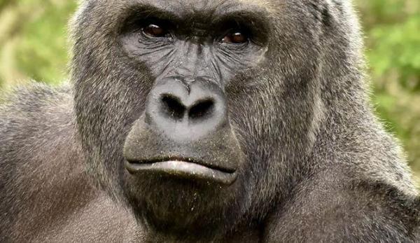 Инцидент в Харамбе: горилла убита после того, как ребенок попал в ее вольер: какова ценность жизни животного?