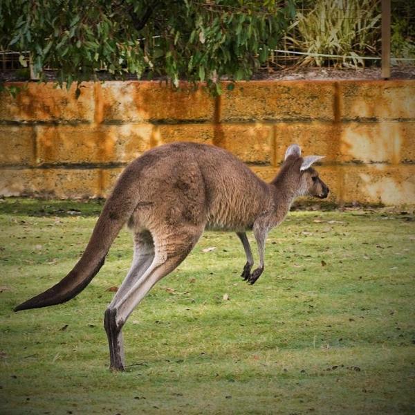 Как далеко может прыгнуть кенгуру?