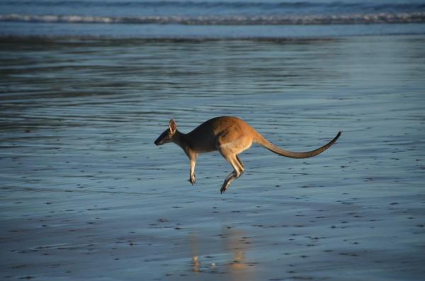 Как далеко может прыгнуть кенгуру? - Как долго и как высоко могут прыгать кенгуру?