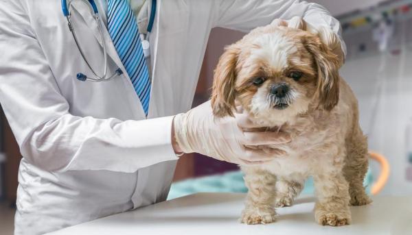 Как долго живет собака с парвовирусом? - Продолжительность жизни собаки с парвовирусом.