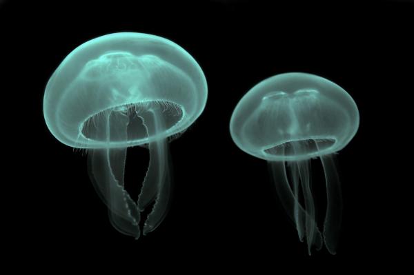 Как размножаются медузы?