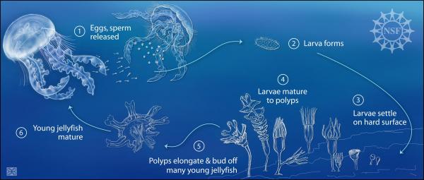 Как размножаются медузы? - Размножение медуз и полипов.
