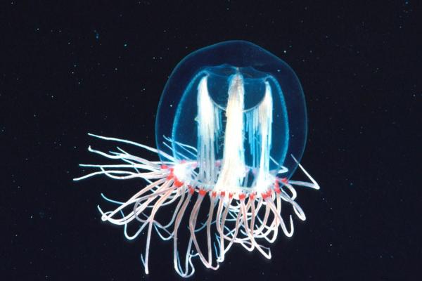 Как размножаются медузы? - Интересные факты о медузах