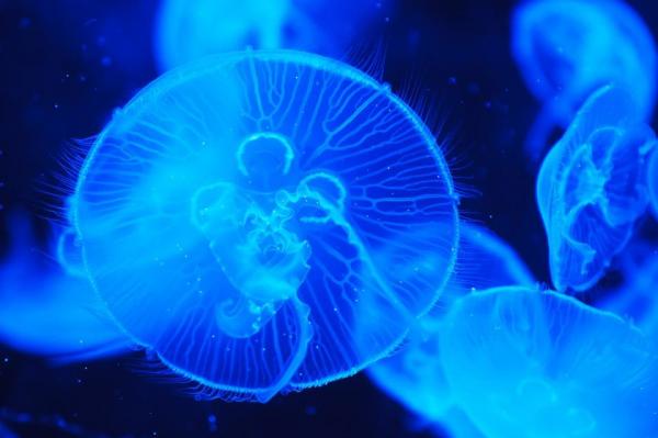 Как размножаются медузы? - Характеристика медуз