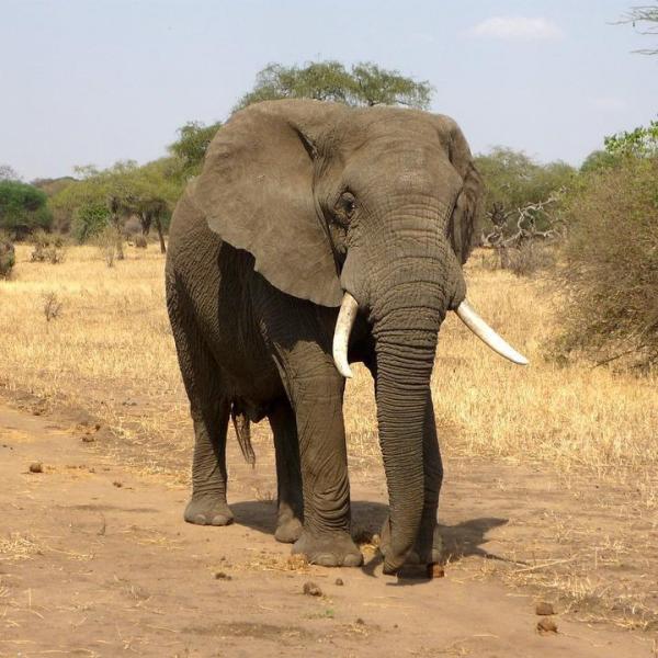 Какова продолжительность жизни слона?