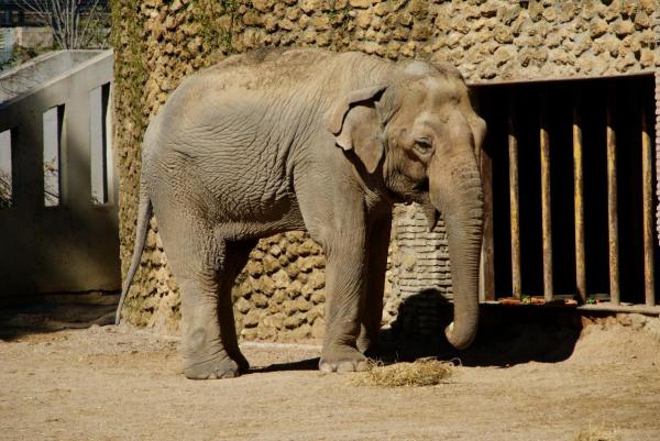 Какова продолжительность жизни слона? - продолжительность жизни слона