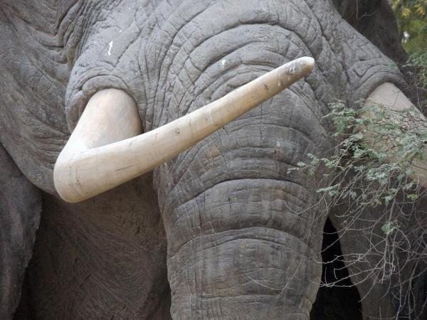 Какова продолжительность жизни слона? - Факторы, снижающие продолжительность жизни слонов
