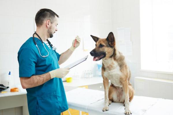 Кровотечение у собаки после стерилизации - Причины - Кровотечение после стерилизации собаки - Стоит ли беспокоиться?
