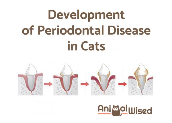 Заболевания пародонта у кошек: что такое заболевание пародонта?