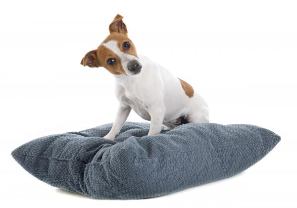 Почему собаки царапают землю? - собака царапает свою кровать или зону отдыха