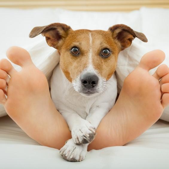 Почему собаки спят у ваших ног?
