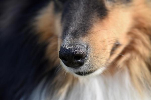 Почему у собак есть усы?