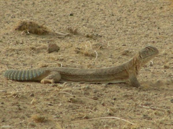 Местные животные пустыни Тар - индийская ящерица