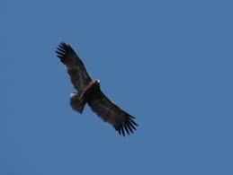 Местные животные пустыни Тар - индийский пятнистый орел