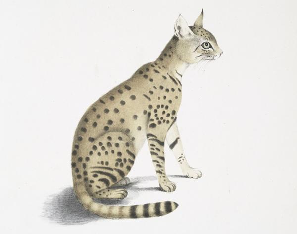 Местные животные пустыни Тар - Азиатская дикая кошка