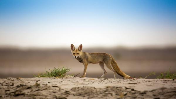 Местные животные пустыни Тар - Белоголовая лисица