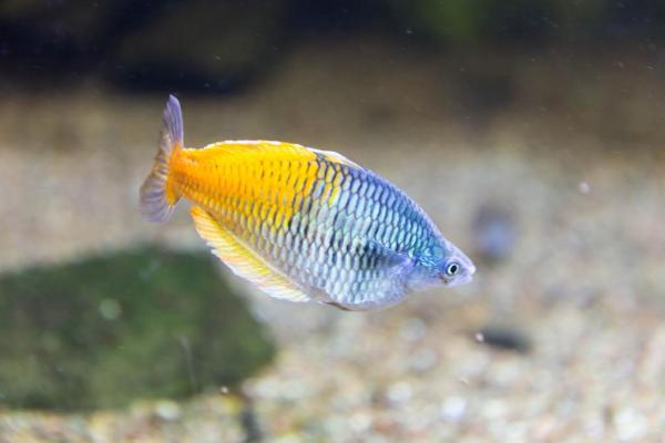 Рыба, совместимая с гуппи - 3. Rainbowfish от Boeseman