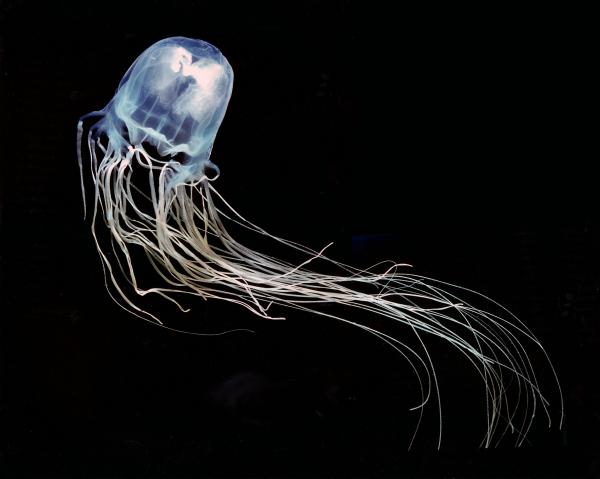 Самые опасные животные Австралии - австралийская коробчатая медуза